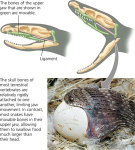 Movable jaw bones in snakes allow them to swallow large prey
