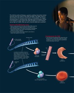 Geographic distribution of sickle-cell allele and malaria