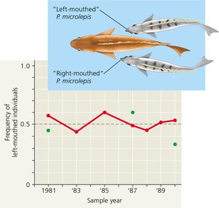 Frequency-dependent selection in scale-eating fish
