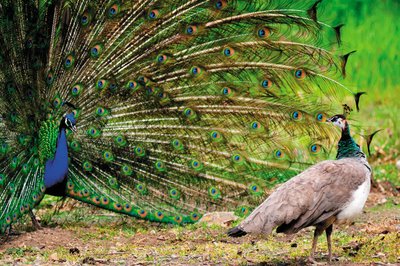 Sexual dimorphism in peafowl: peacock and peahen