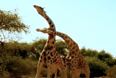 Two male giraffes fighting (sexual selection)