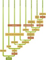 Phylogenetic tree of plants