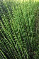 Pterophyta (horsetails)