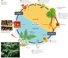Life cycle of a fern plant