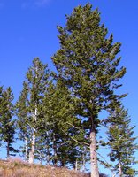 Conifer trees (gymnosperms)