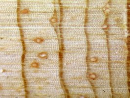 Conifer seed structure