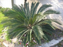 Cycad (gymnosperm)
