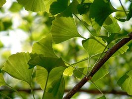 Ginkgo leaves (gymnosperm)