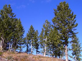 Conifer trees (gymnosperms)