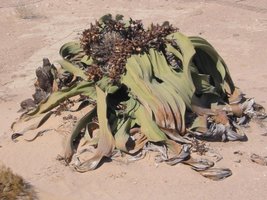 Gnetophyte (Welwitschia)