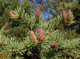 Conifer cones