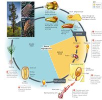 Life cycle of a conifer plant