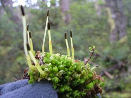 Bryophyte example: mosses