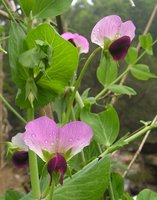 Angiosperm flower