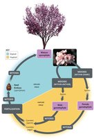 Life cycle of a flowering plant