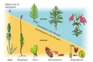 Evolutionary trends of plants