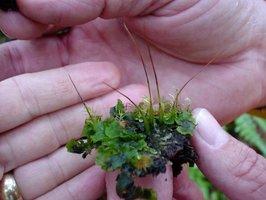 Bryophyte example: hornworts