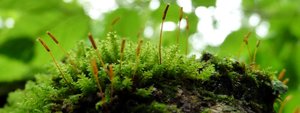 Bryophyte example: mosses in habitat