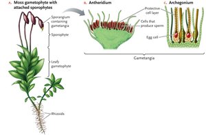 Multicellular structures of bryophyte