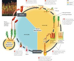 Life cycle of mosses