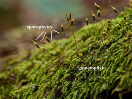 Mosses: gametophyte and sporophyte