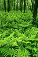 Examples of seedless vascular plants: ferns