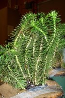 Lycophyta (club mosses)