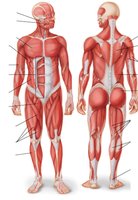 Labeled diagram of human muscular system, anterior and posterior views