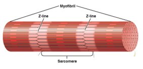 Diagram of sarcomere with thick and thin filaments