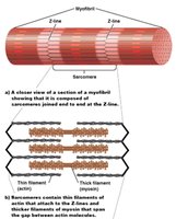 Close-up of sarcomere filament arrangement