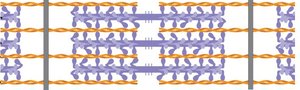Myosin molecule structure