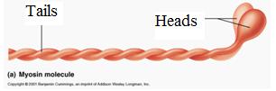 Thin filament structure with actin, tropomyosin, and troponin