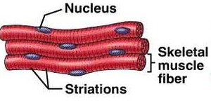 Skeletal muscle fiber diagram