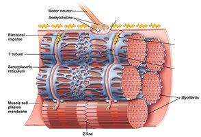 Diagram of neuromuscular junction and calcium release