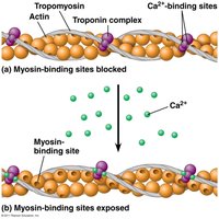 Diagram showing exposure of myosin-binding sites on actin