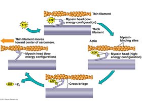 Diagram of powerstroke and cross-bridge cycling