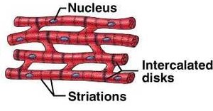 Cardiac muscle fiber diagram