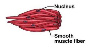 Smooth muscle fiber diagram
