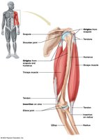 Diagram of arm muscles showing origin and insertion