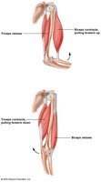 Diagram showing muscle contraction and relaxation in the arm