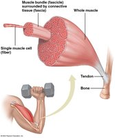 Diagram of muscle structure from whole muscle to single fiber