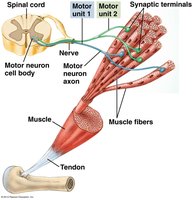 Diagram of neuromuscular junction and motor units
