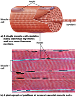 Diagram of muscle cell showing myofibrils and nuclei