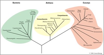 Phylogenetic tree of Bacteria, Archaea, and Eukarya
