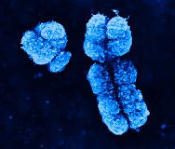 Sex chromosome inheritance and dosage compensation