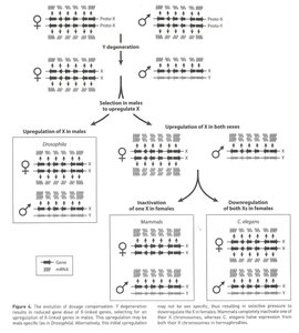 Chromosome images