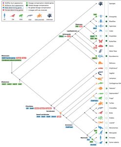 Dosage compensation mechanisms