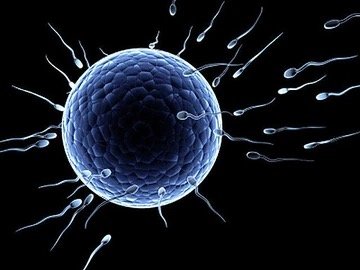 Sperm and egg fusion (syngamy)