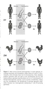 Sperm and egg fusion (syngamy)