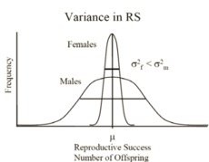 Variance in reproductive success between males and females
